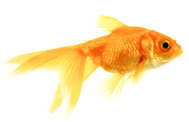 how do goldfish eggs look like. how do goldfish eggs look